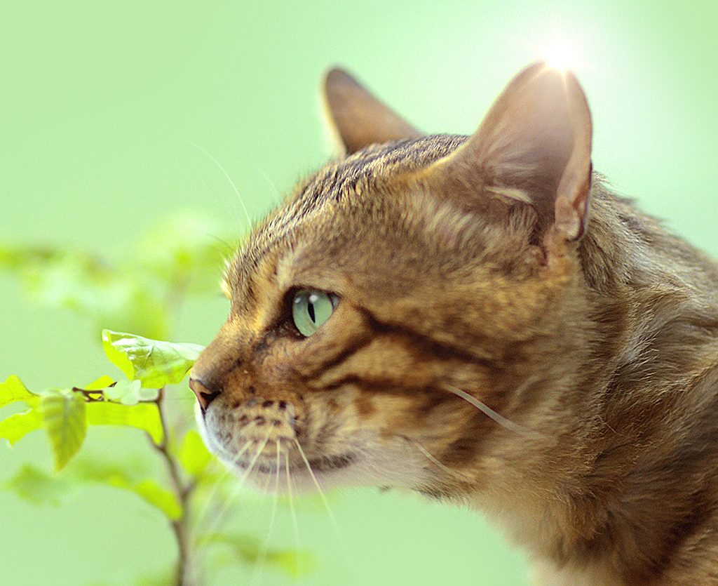 Cats Best1