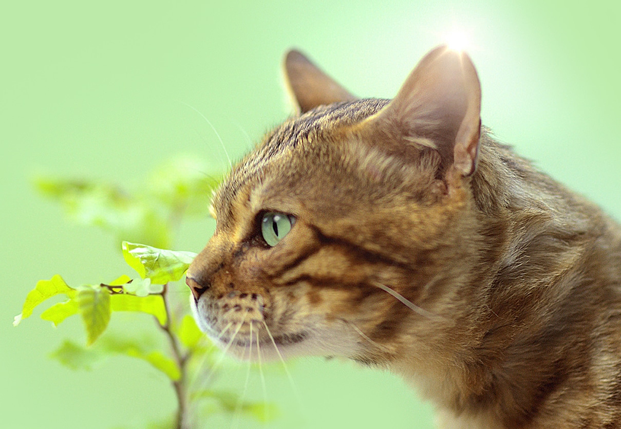 Cats Best1